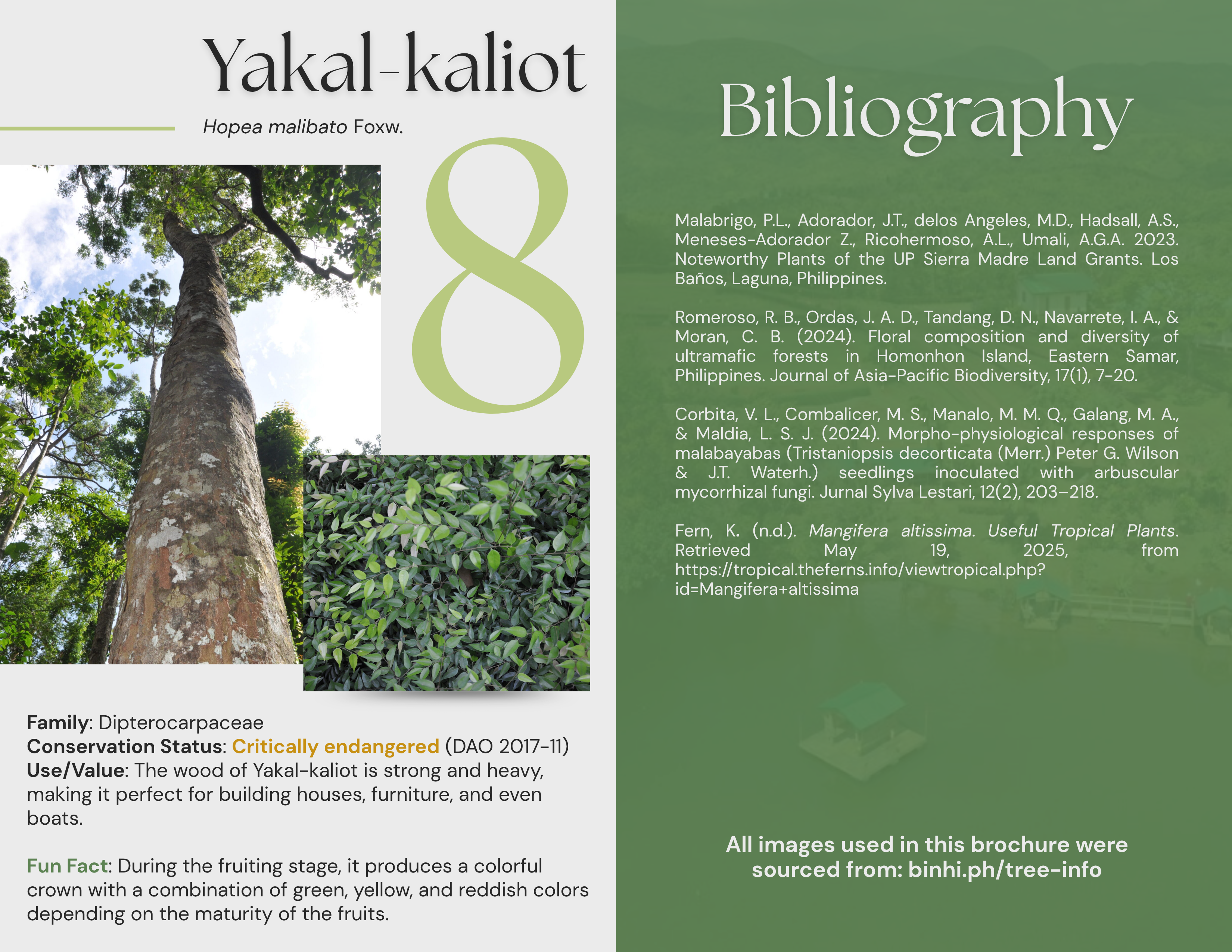 Seventh set of pages of the brochure